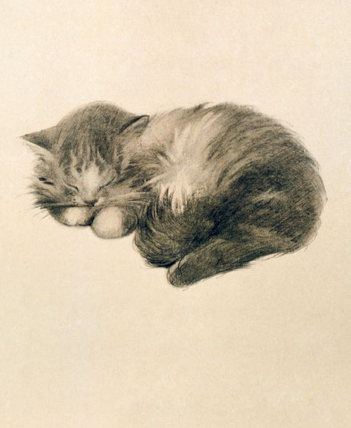 Museums and Galleries - Persian kitten